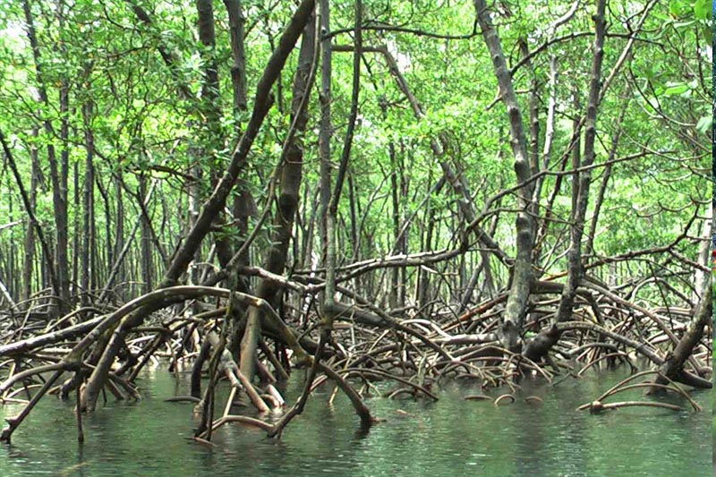 Manguezal no Pará