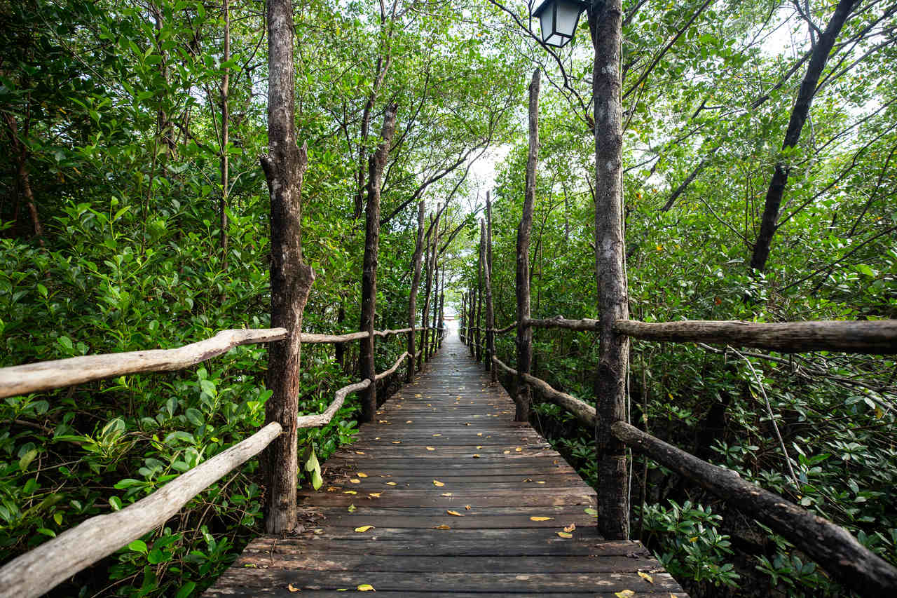 Reserva ambiental em Salinas no Pará 